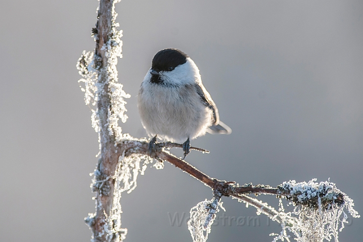 WAH029862.jpg - Fyrremejse (Willow Tit)