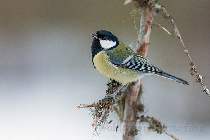 WAH029898.jpg - Musvit (Great Tit)