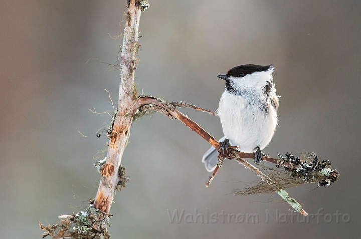 WAH029904.jpg - Fyrremejse (Willow Tit)