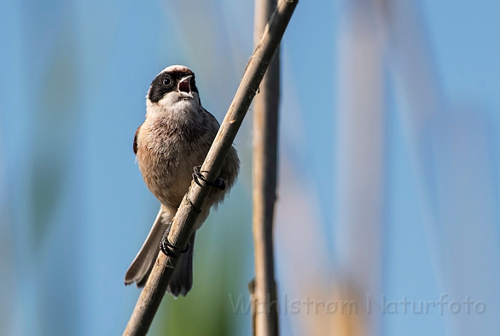 WAH030408.jpg - Pungmejse (Penduline Tit)