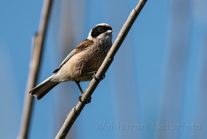 WAH030413.jpg - Pungmejse (Penduline Tit)