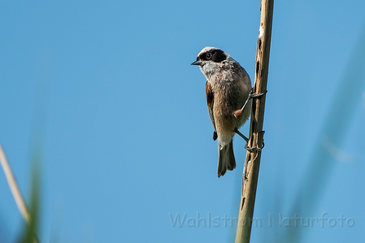 WAH030419.jpg - Pungmejse (Penduline Tit)