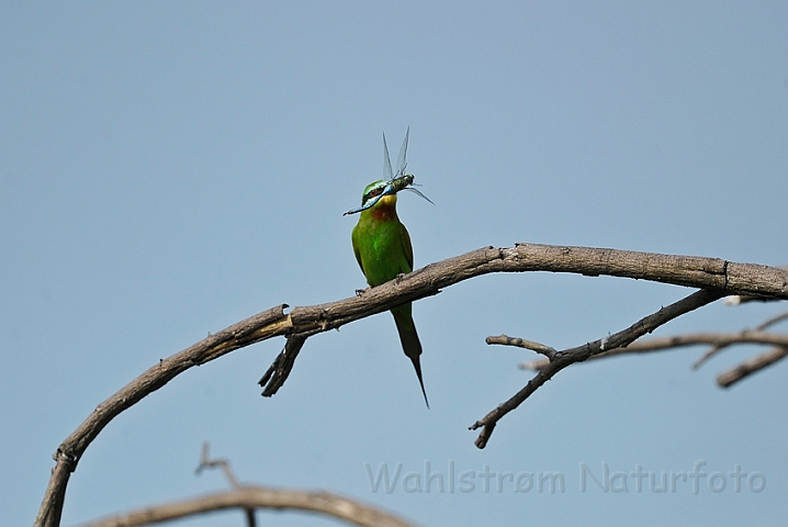 WAH022081.jpg - Madagaskar biæder (Madagascar Bee-eater)