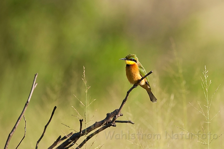 WAH022105.jpg - Dværgbiæder (Little Bee-eater)