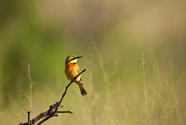 WAH022111.jpg - Dværgbiæder (Little Bee-eater)