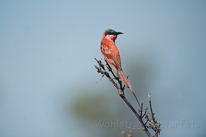 WAH022330.jpg - Karminbiæder (Carmine Bee-eater)