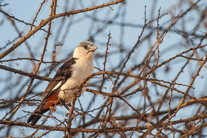 WAH025073.jpg - Hvidhovedet bøffelvæver (White-headed Buffalo Weaver)