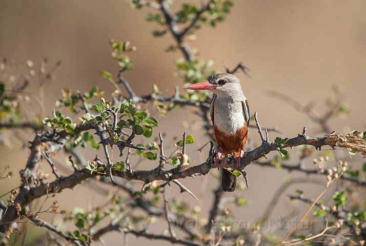 WAH025103.jpg - Gråhovedet isfugl (Grey-headed kingfisher)