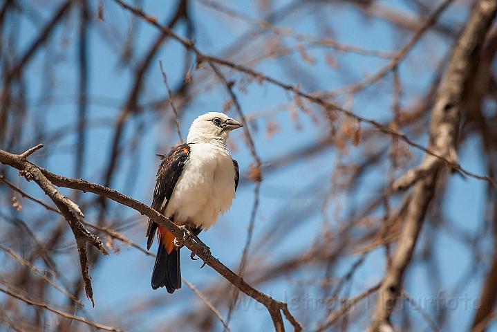 WAH025122.jpg - Hvidhovedet bøffelvæver (White headed Buffalo Weaver)