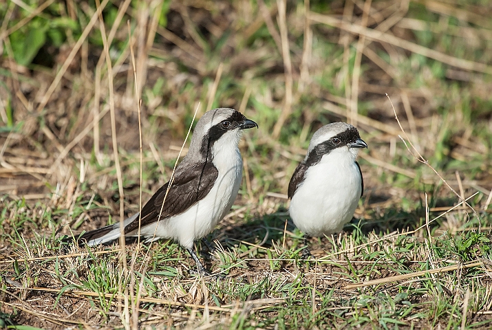 WAH025273.jpg - Grårygget tornskade (Grey-backed Shrike)