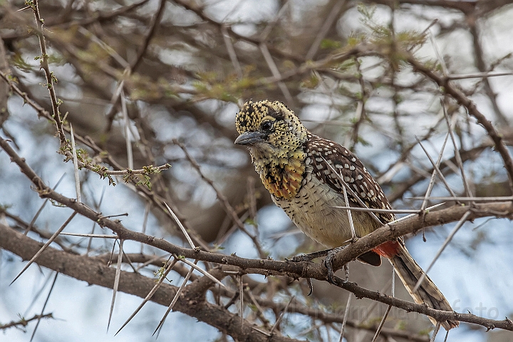 WAH025421.jpg - D'Arnauds skægfugl (D'Arnaud's Barbet)