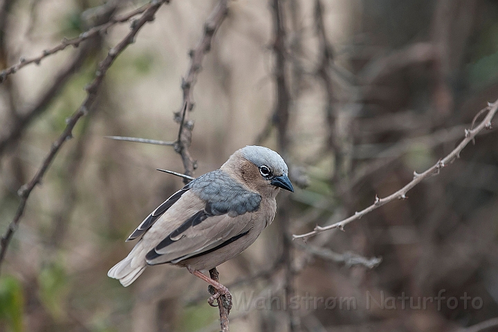 WAH025426.jpg - Gråhovedet social væver (Grey-capped Social-weaver)