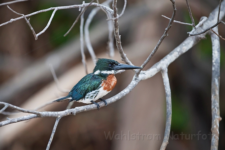 WAH019326.jpg - Grøn stødfisker (Green Kingfisher)