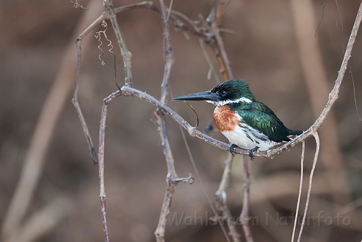 WAH019329.jpg - Grøn stødfisker (Green Kingfisher)