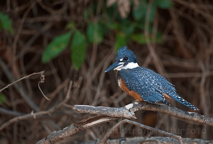 WAH019334.jpg - Grårygget stødfisker (Ringed Kingfisher)