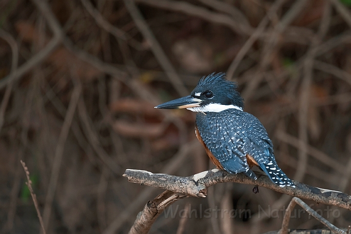 WAH019339.jpg - Grårygget stødfisker (Ringed Kingfisher)