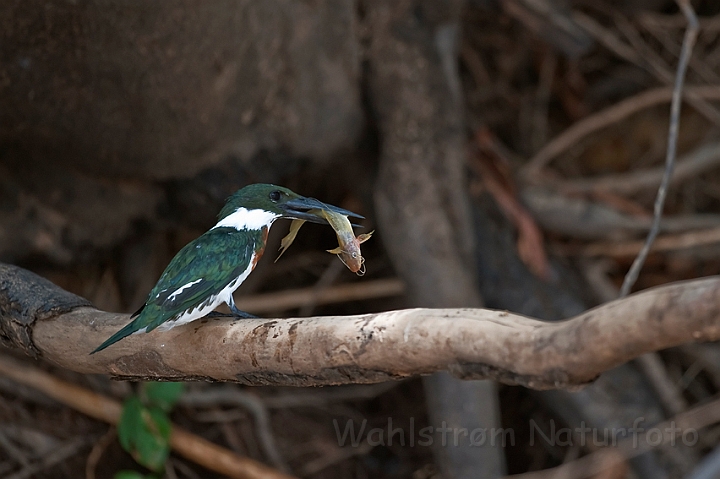 WAH019342.jpg - Amazonstødfisker (Amazon Kingfisher)