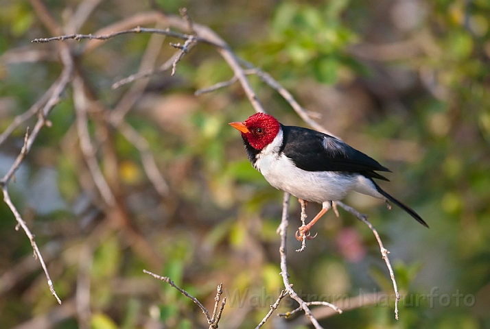 WAH019526.jpg - Grå kardinal (Red-crested Cardinal)