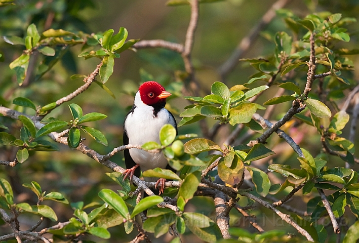 WAH019535.jpg - Grå kardinal (Red-crested Cardinal)