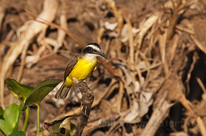 WAH019849.jpg - Kiskadie (Great Kiskadee)