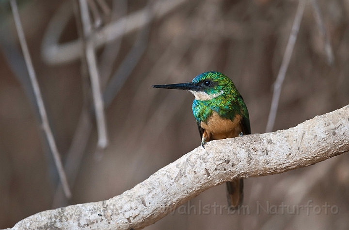 WAH019902.jpg - Rødhalet jacamar (Rufous-tailed Jacamar)