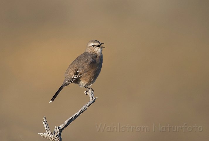 WAH026022.jpg - Sortnæbbet torntyran  (Black-billed Shrike Tyrant)