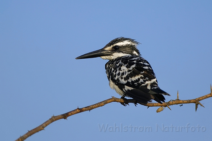 WAH005325.jpg - Gråfisker (Pied Kingfisher)