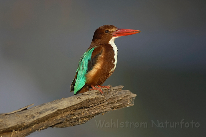 WAH005335.jpg - Smyrnaisfugl (Brownheaded Storkbilled Kingfisher)