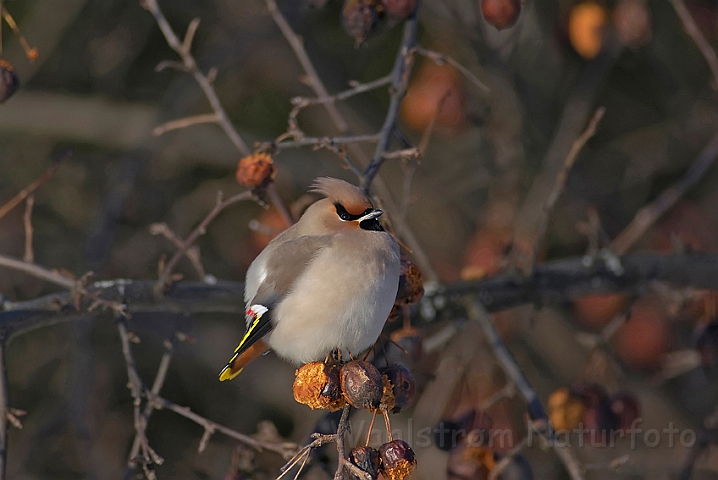 WAH001421.jpg - Silkehale (Waxwing)                            