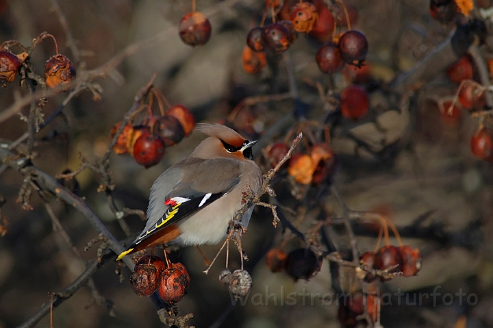 WAH001525.jpg - Silkehale (Waxwing)