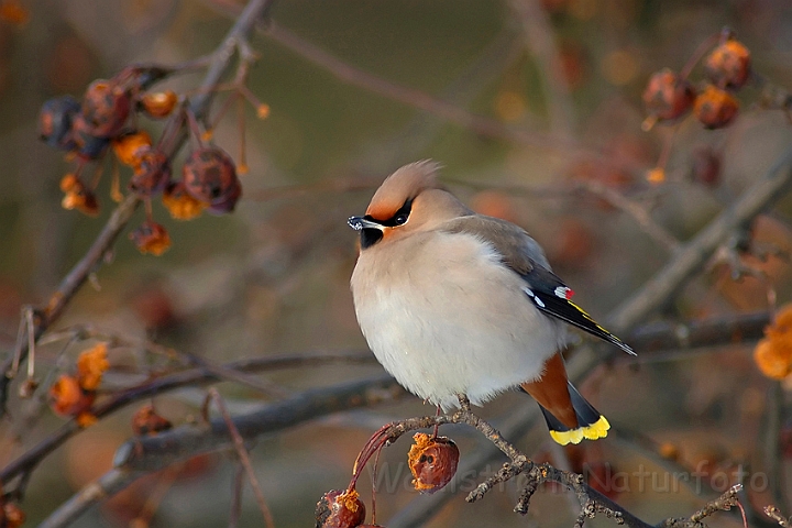 WAH001536.jpg - Silkehale (Bohemian Waxwing)