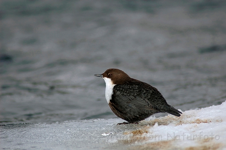 WAH001606.jpg - Vandstær (Dipper)