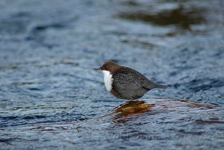 WAH001775.jpg - Vandstær (Dipper)