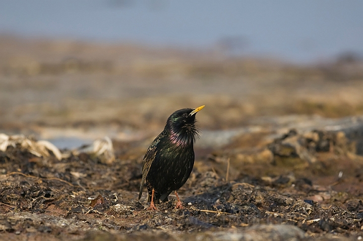 WAH009953.jpg - Stær (Starling)