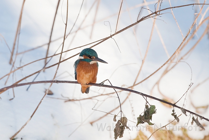 WAH011768.jpg - Isfugl (Kingfisher)