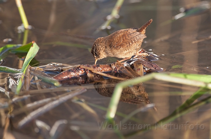 WAH011914.jpg - Gærdesmutte (Wren)