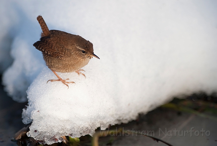 WAH011918.jpg - Gærdesmutte (Wren)