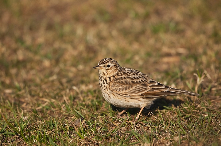 WAH018267.jpg - Sanglærke (Skylark)