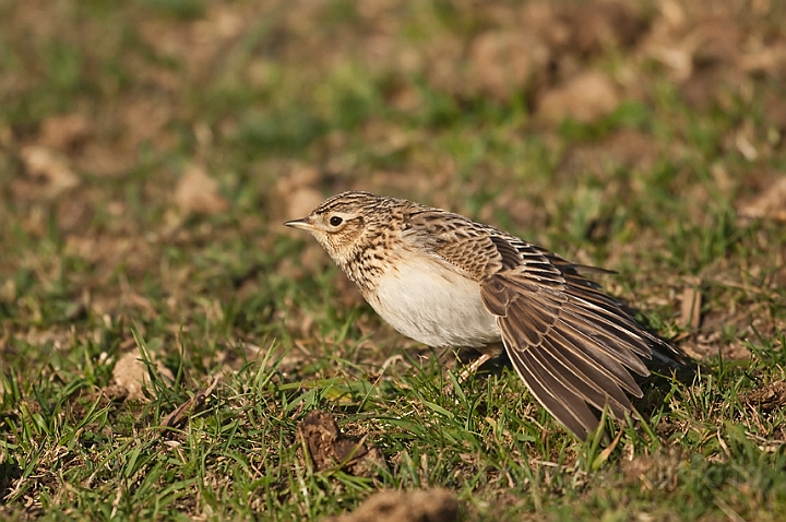 WAH018274.jpg - Sanglærke (Skylark)