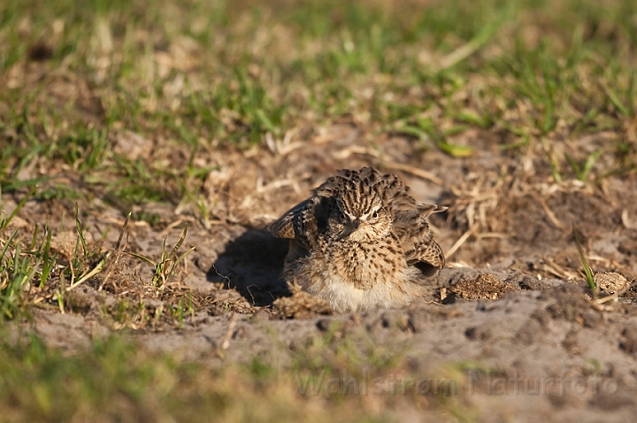 WAH018277.jpg - Sanglærke (Skylark)