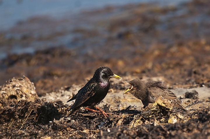 WAH018620.jpg - Stære (Starlings)