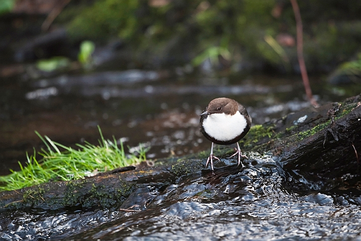 WAH020443.jpg - Vandstær (Dipper)