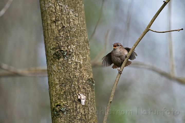 WAH022964.jpg - Gærdesmutte (Wren)