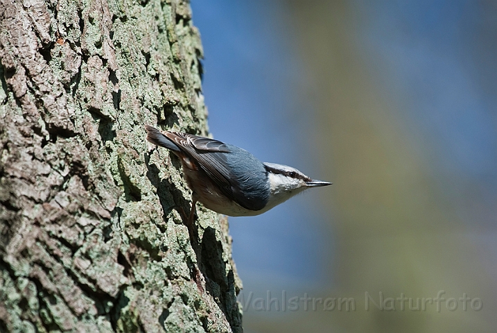 WAH022972.jpg - Spætmejse (Nuthatch)