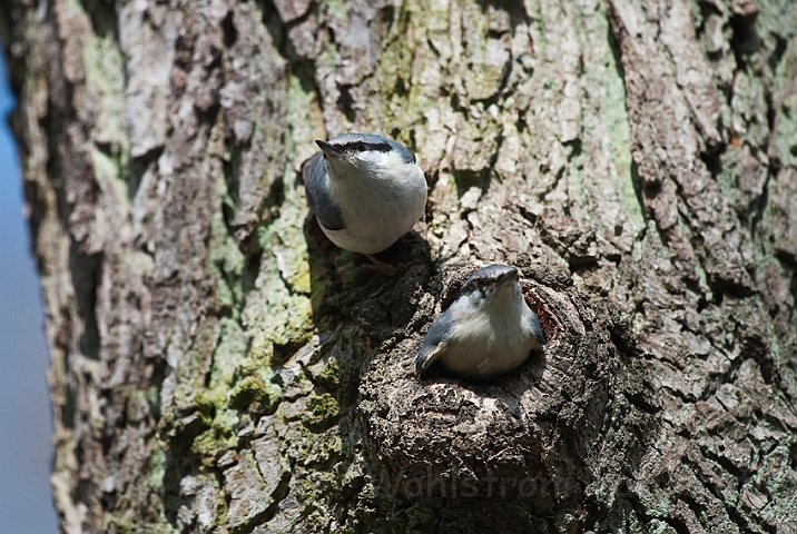 WAH022973.jpg - Spætmejser (Nuthatches)