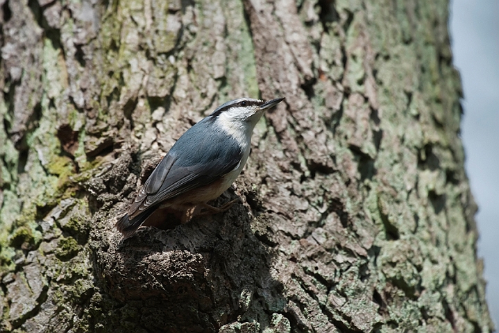 WAH022976.jpg - Spætmejse (Nuthatch)