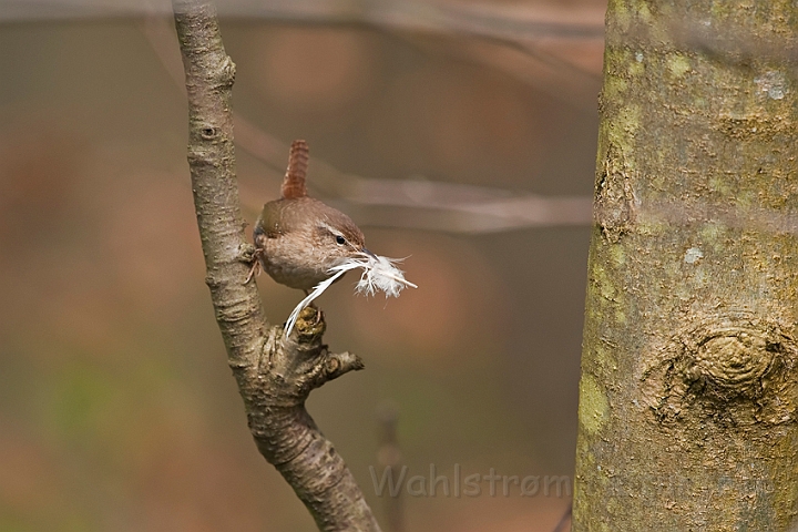 WAH022977.jpg - Gærdesmutte (Wren)