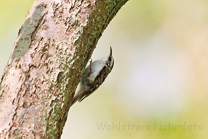 WAH023354.jpg - Træløber (Treecreeper)