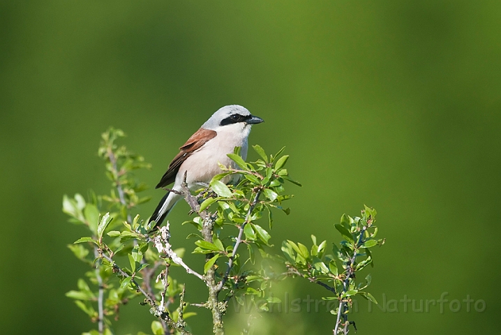 WAH023540.jpg - Rødrygget tornskade (Red-backed Shrike)