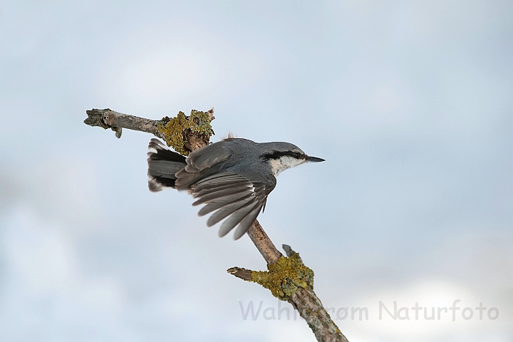 WAH025619.jpg - Spætmejse (Nuthatch)